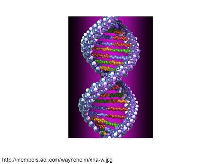 Key Points : 1) Double Helix 2) Sugar-phosphate backbone 3) Nucleotide Rungs 4) Hydrogen bonds.