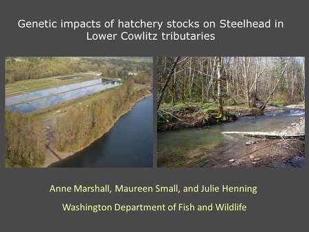 Genetic impacts of hatchery stocks on Steelhead in Lower Cowlitz tributaries Anne Marshall, Maureen Small, and Julie Henning Washington Department of Fish.