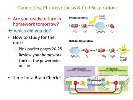 Connecting Photosynthesis & Cell Respiration