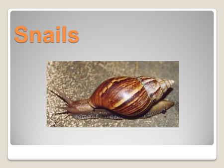 Snails. Snails are molluscs. They have soft bodies protected by a hard shell. The body of the snail is usually moist and often slimy.