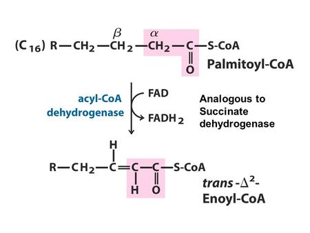 Analogous to Succinate dehydrogenase. Analogous to fumarase.