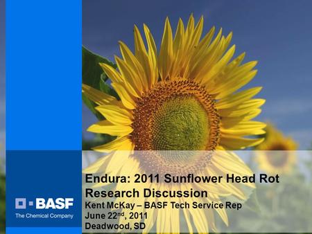 Endura: 2011 Sunflower Head Rot Research Discussion Kent McKay – BASF Tech Service Rep June 22 nd, 2011 Deadwood, SD.