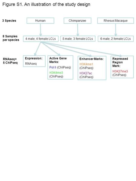 4 male, 4 female LCLs HumanChimpanzeeRhesus Macaque Expression: RNAseq Active Gene Marks: Pol II (ChIPseq) H3K4me3 (ChIPseq) Repressed Region Mark: H3K27me3.