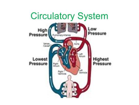 Circulatory System.