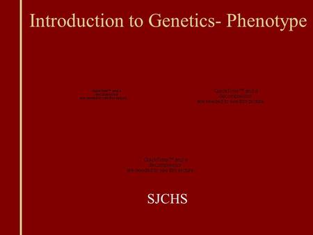 Introduction to Genetics- Phenotype SJCHS. Genes Offspring get half of their genes from either parent; inheritance is random Phenotype: traits of an organism.