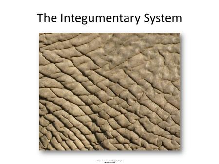 The Integumentary System  ages/anatomy/skin.jpg.