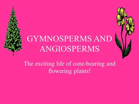 GYMNOSPERMS AND ANGIOSPERMS The exciting life of cone-bearing and flowering plants!