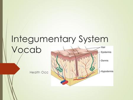 Integumentary System Vocab Health Occ. Vocabulary  In book:  Dermatitis  Dermis  Epidermis  Lunula  Melanin  Papilla  Sebaceous  Subcutaneous.