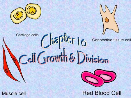 Vocabulary Terms Cell division Chromatid Centromere Interphase Cell cycle Mitosis Prophase Centriole Spindle Metaphase Anaphase Telophase Cytokinesis.