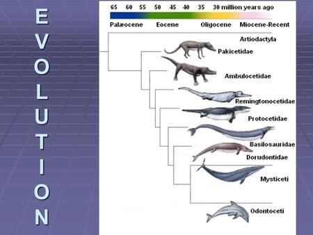 EVOLUTIONEVOLUTIONEVOLUTIONEVOLUTION. Questions to Ponder TRUE/FALSE 1. You can web your hands if you try. 2. You can acquire traits in your lifetime.