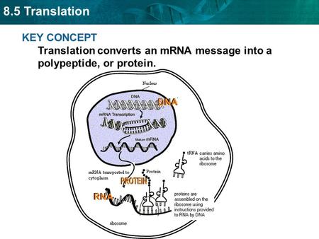 DNA and Translation Gene: section of DNA that creates a specific protein Approx 25,000 human genes Proteins are used to build cells and tissue Protein.