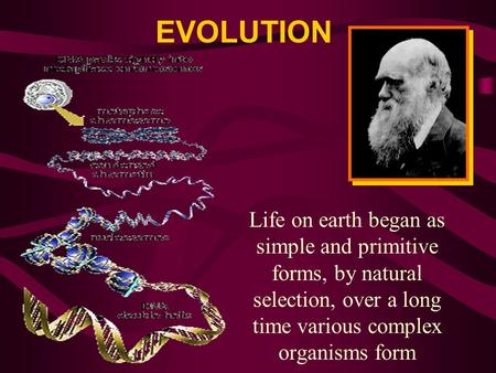 EVOLUTION Life on earth began as simple and primitive forms, by natural selection, over a long time various complex organisms form.