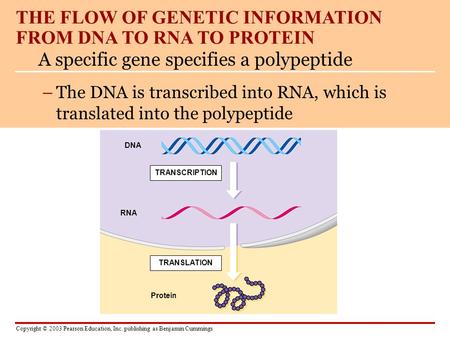 THE FLOW OF GENETIC INFORMATION FROM DNA TO RNA TO PROTEIN