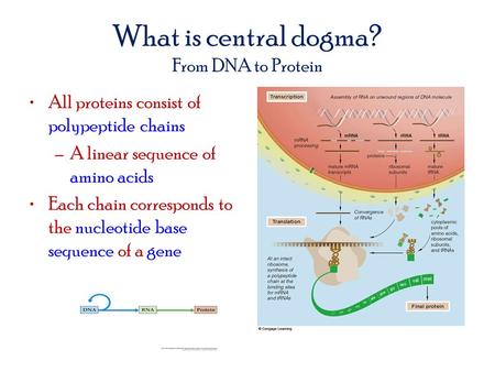 What is central dogma? From DNA to Protein