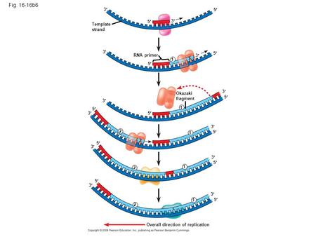 Fig. 16-16b6 Template strand 5 5 3 3 RNA primer 3 5 5 3 1 1 3 3 5 5 Okazaki fragment 1 2 3 3 5 5 1 2 3 3 5 5 1 2 5 5 3 3 Overall direction of replication.