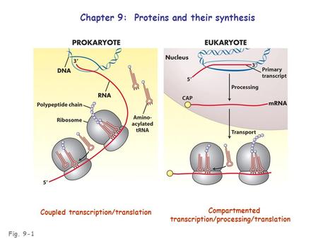 Fig. 9-1 Chapter 9: Proteins and their synthesis Coupled transcription/translation Compartmented transcription/processing/translation.