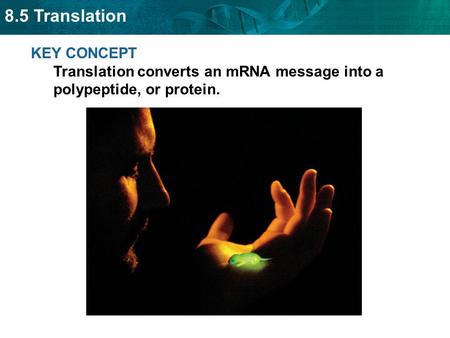 Amino acids are coded by mRNA base sequences.