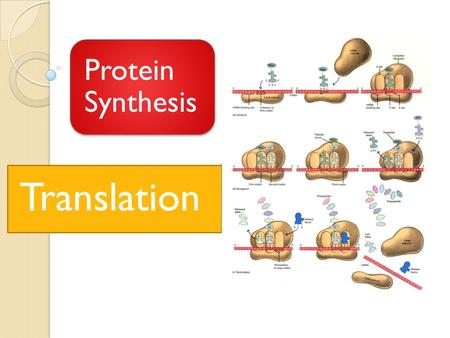 Protein Synthesis Translation. Protein Synthesis.