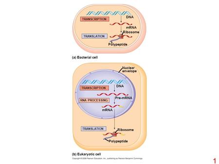 TRANSCRIPTION TRANSLATION DNA mRNA Ribosome Polypeptide (a) Bacterial cell Nuclear envelope TRANSCRIPTION RNA PROCESSING Pre-mRNA DNA mRNA TRANSLATION.