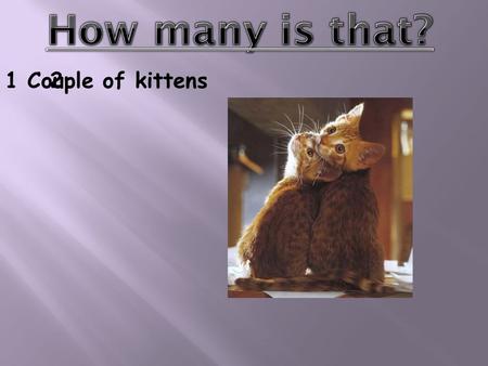 kittens21 Couple of meatballs121 dozen pencils1441 gross of.