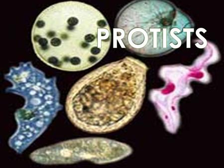  Eukaryotes, not members of the kingdoms Plantae, Animalia, or Fungi  Most unicellular but not all  Protista= very first.