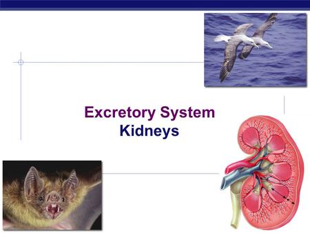 AP Biology 2008-2009 Excretory System Kidneys Regents Biology  Animal cells move material across the cell membrane by _____________  ____________________.