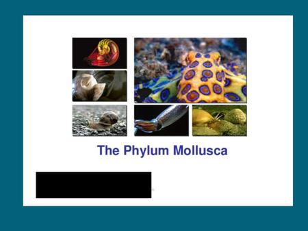 Mollusc Characteristics