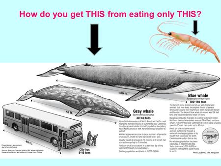 How do you get THIS from eating only THIS?. © 2011 Pearson Education, Inc. CHAPTER 13 Biological Productivity and Energy Transfer.