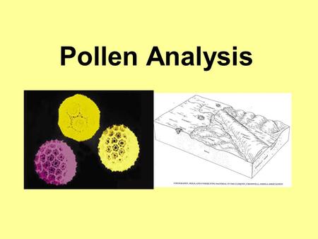 Pollen Analysis. Pollen and Spores objectives distinguish between and explain how pollen and spore evidence can be used in crime investigation define.