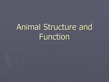 Animal Structure and Function. Thermoregulation ► Ectotherms  Obtain body heat from the environment.  Poikilotherms ► Invertebrates, amphibians, reptiles.