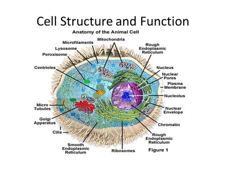 Cell Structure and Function