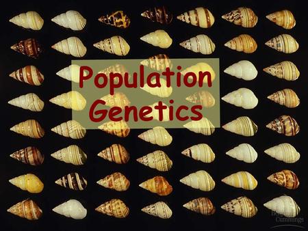 1 1 Population Genetics. 2 2 The Gene Pool Members of a species can interbreed & produce fertile offspring Species have a shared gene pool Gene pool –