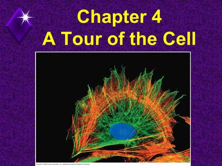 Chapter 4 A Tour of the Cell. History of Cells u Robert Hooke - Observed cells in cork. u Coined the term cells” in 1665.