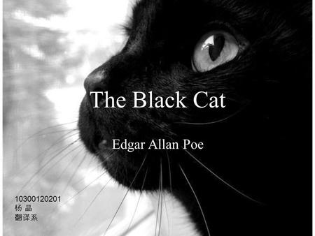 The Black Cat Edgar Allan Poe 10300120201 杨 晶 翻译系.