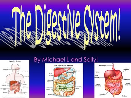 By Michael L and Sally!. The digestive system organs in the include the liver, gallbladder, stomach, small intestine and the large intestine.