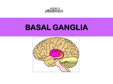 BASAL GANGLIA.