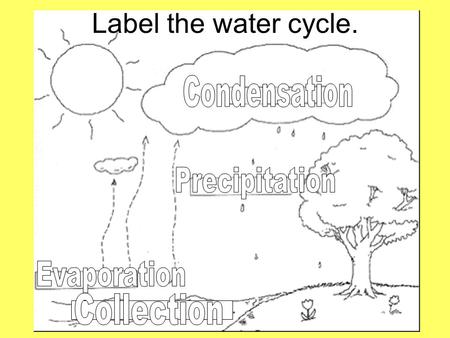 Label the water cycle. The Water Cycle What comes after precipitation? Collection What comes after evaporation? Condensation What comes after condensation?