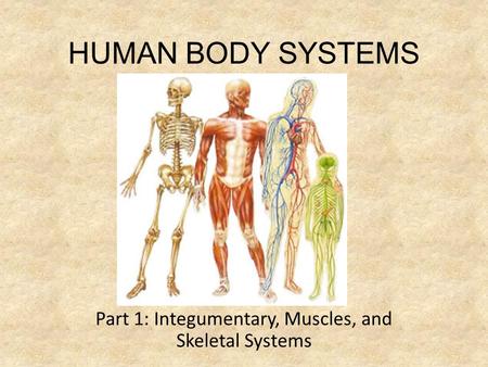 HUMAN BODY SYSTEMS Part 1: Integumentary, Muscles, and Skeletal Systems.