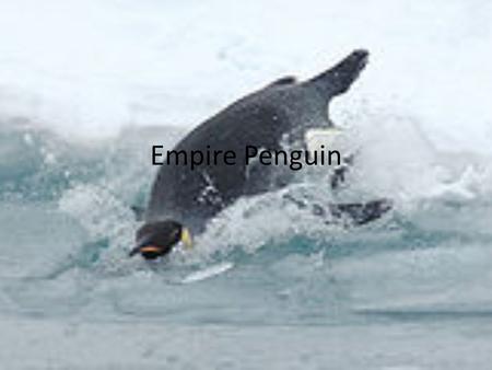 Empire Penguin.