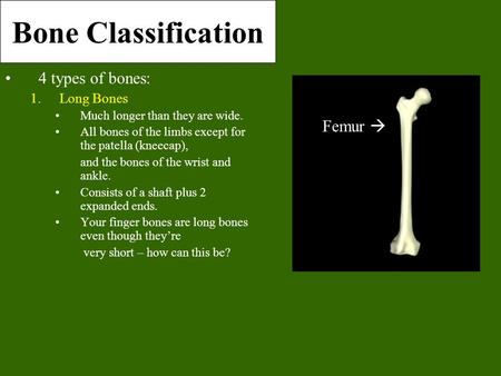 Bone Classification 4 types of bones: 1.Long Bones Much longer than they are wide. All bones of the limbs except for the patella (kneecap), and the bones.