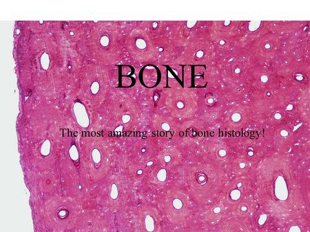 BONE The most amazing story of bone histology!. Functions of Bone Supports soft tissue Protects vital organs (cranium, thoracic cavity) Contains bone.