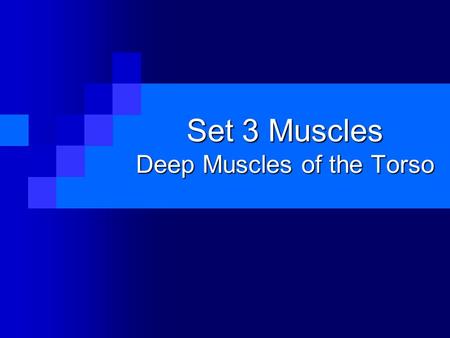 Set 3 Muscles Deep Muscles of the Torso. Multifidus.