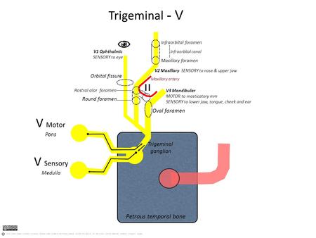 Iı Trigeminal ganglion Oval foramen Petrous temporal bone V3 Mandibular MOTOR to masticatory mm SENSORY to lower jaw, tongue, cheek and ear V Motor Pons.