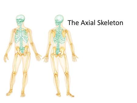 The Axial Skeleton. THE SKELETAL SYSTEM The Axial Skeleton The skeleton consists of – Bones (206) – Cartilages – Joints – also called articulations, are.