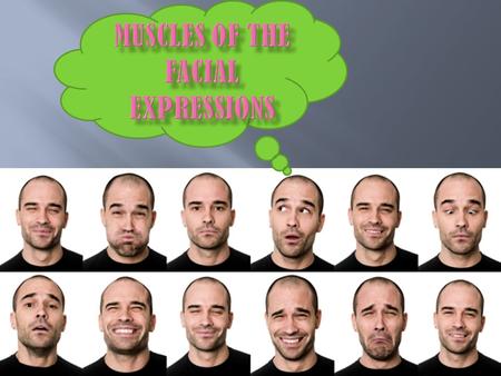 Muscles of the Facial Expressions