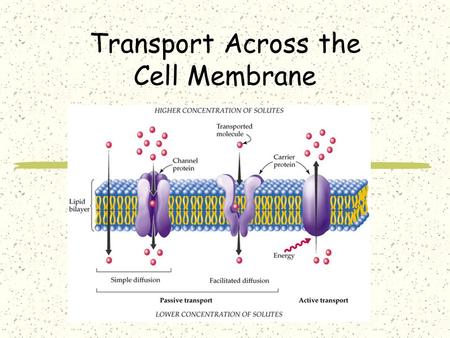 Transport Across the Cell Membrane