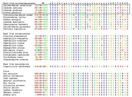 Kex2 from saccharomycetales  a b c d e f g h i j k l m n o p q r s t u v w x y z A B C F G H D E Saccharomyces cerevisiae NDLFKR-LPVP D D D D Y H R I.