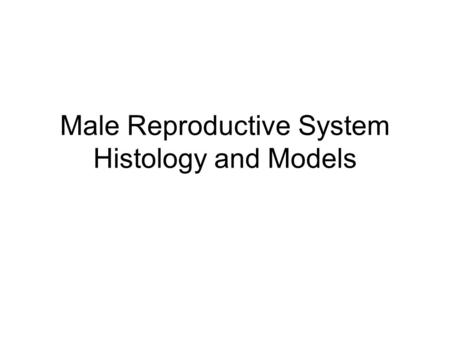 Male Reproductive System Histology and Models