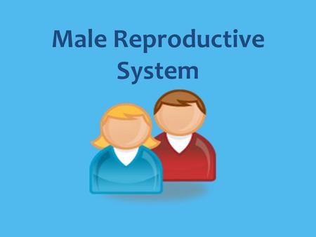 Male Reproductive System