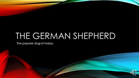 THE GERMAN SHEPHERD The popular dog of today. THE GERMAN SHEPHERD IS A WELL KNOWN GUARD/HEARDING DOG.